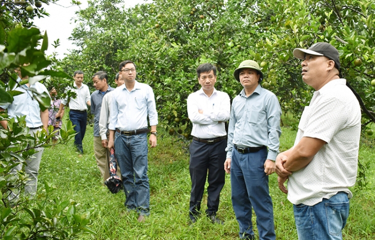 Đánh giá kết quả thực hiện mô hình sản xuất giống cam Nam Đông đạt tiêu chuẩn VietGAP